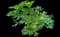 Peony (Paeonia) — design image 41