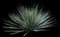 Desert Spoon — design image 9