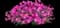 'Paint the Town Fuchsia' Pinks - Dianthus — design image 1