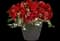 MixMasters™ Plant Combinations from Ball — design image 5