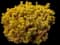 Carsten's Wintergold Mugo Pine — design image 1
