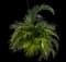 Areca Palm Tree — design image 4