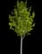 Jackfruit Tree — design image 1