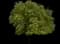 Siberian Elm — design image 1