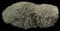Green Cloud Texas Sage — design image 3