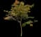 Enduring Summer Crape Myrtle — design image 2