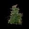 Gardenia Shrubs — design image 6