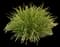 Papyrus Plant — design image 2