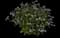 Augusta™ Lavender Heliotrope — design image 2