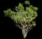 Yellow Oleander — design image 2