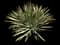 Banana Yucca — design image 1