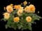 At Last® Rose — design image 3