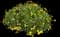 Fall Mums (Chrysanthemum) — design image 1