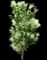Podocarpus Roman Candle® — design image 3