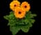 Maxi Golden Yellow gerbera — design image 1