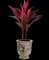 'Red Sister' Cabbage Palm — design image 12
