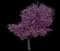 Eastern Redbud Tree — design image 8