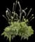 Cutting Edge Foamflower — design image 1
