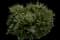 Kobold Japanese Barberry — design image 1