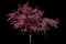 Crabapple Tree — design image 1