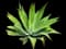 Fox Tail Agave — design image 7