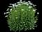Shasta Daisy — design image 5