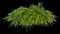 Japanese Forest Grass — design image 1