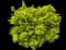 Japanese Spiraea — design image 4