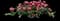 Tulip 'Canasta' — design image 1