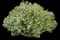 Bloody Crane's-bill — design image 5