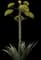 Desert Agave Plant — design image 2