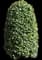 Greenleaf American Holly Shrub — design image 1