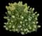 Panicle Hydrangea — design image 1
