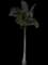 Coconut Palm — design image 11