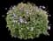 Purple Trailing Lantana — design image 3