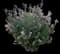 Crape Myrtle Trees — design image 4