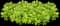 Japanese Spurge Groundcover — design image 8