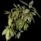 Japanese Laurel — design image 5