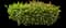Coco plum — design image 1