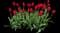 Tulip 'Kingsblood Single Late' — design image 1
