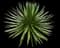 Thread-leaf Agave — design image 9