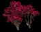 Poinsettia — design image 4