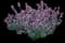 Agastache Kudos™ Silver Blue — design image 2