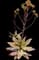 Soap Aloe — design image 5