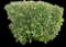 Red Twig Dogwood Shrub — design image 4