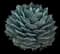 Parry's Agave — design image 5