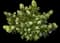 Panicle Hydrangea — design image 14