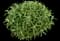 Mexican Bush Sage — design image 5