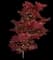 Emperor I® Japanese Maple Tree — design image 3