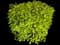 Laurustinus Viburnum — design image 4